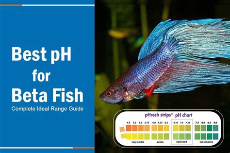 ph betta fish.